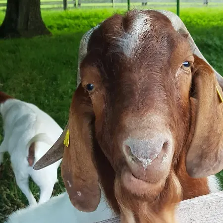 Bed & Breakfast Hof Zur Steinwaend Micheldorf in Oberösterreich