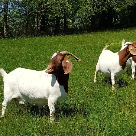 Hof Zur Steinwaend Bed & Breakfast Micheldorf in Oberösterreich