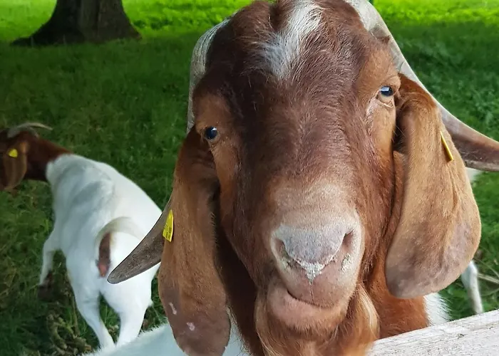 Oda ve Kahvaltı Hof Zur Steinwaend Micheldorf in Oberösterreich