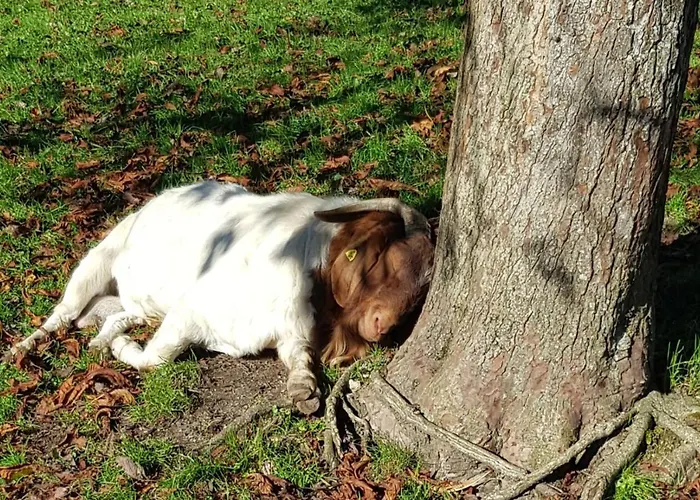 Hof Zur Steinwaend Oda ve Kahvaltı