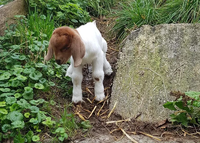 Oda ve Kahvaltı Hof Zur Steinwaend Micheldorf in Oberösterreich