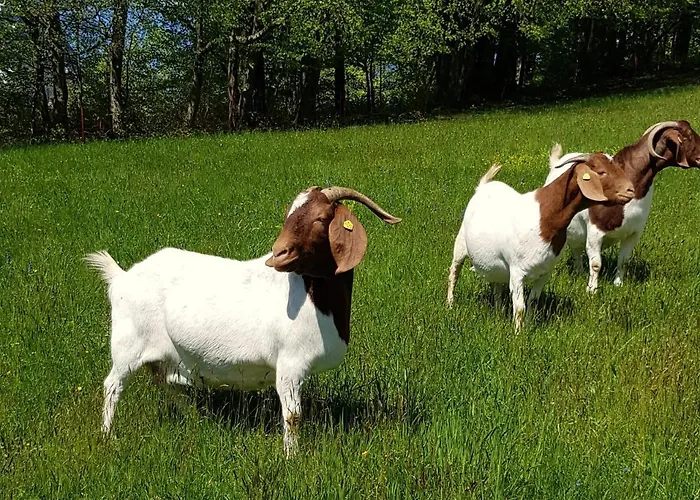 Hof Zur Steinwaend Oda ve Kahvaltı Micheldorf in Oberösterreich