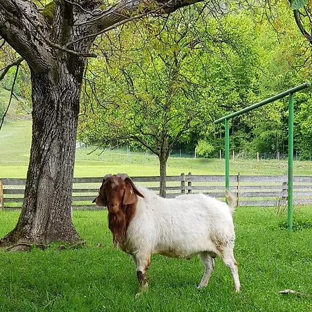 Hof Zur Steinwaend 3*