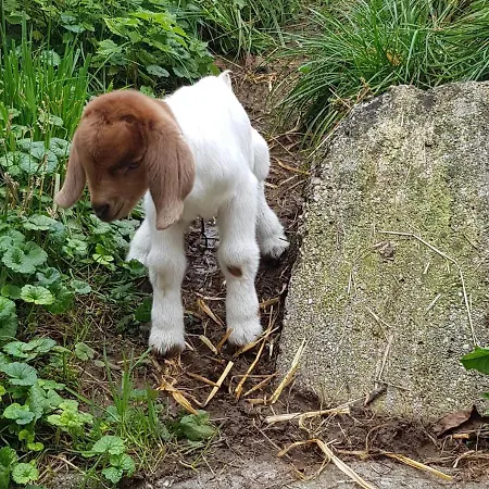 Bed and breakfast Hof Zur Steinwaend Micheldorf in Oberösterreich