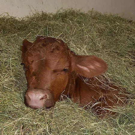 Hof Zur Steinwaend Micheldorf in Oberösterreich