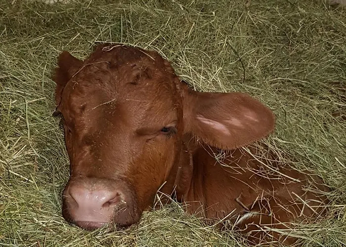 Hof Zur Steinwaend Micheldorf in Oberösterreich